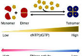 Scientists discovers HIV RNA restrictor enzyme