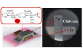 Researchers develop USB memory with crab shell extract