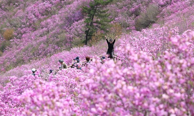 Shouting 'Hurrah' at azalea habitat on mountain