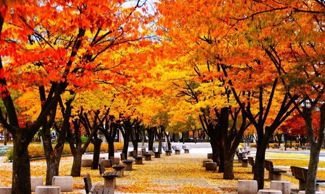 List of 103 trails to see fall foliage in Seoul released