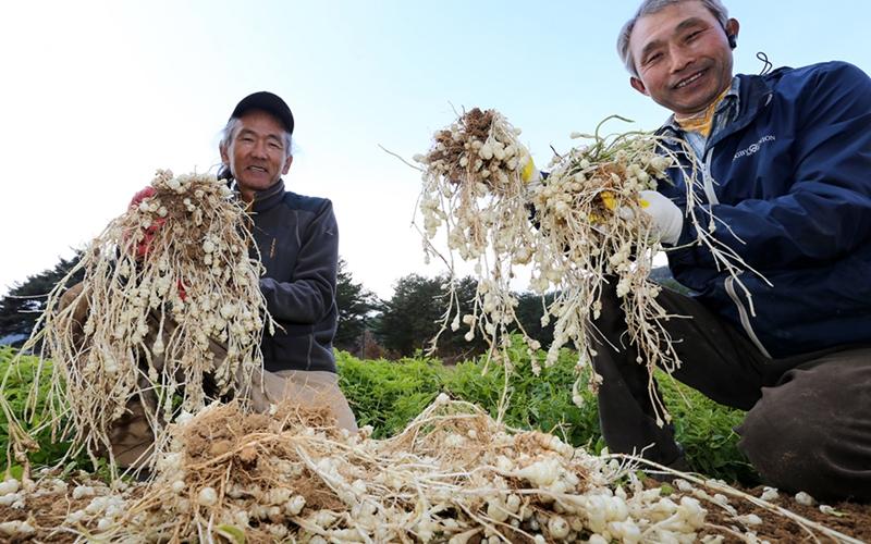 The Honam National Institute of Biological Resources on Oct. 29 announced that the plant stachys affinis, aka artichoke betony, is effective in improving short-term memory. (Yonhap News)  