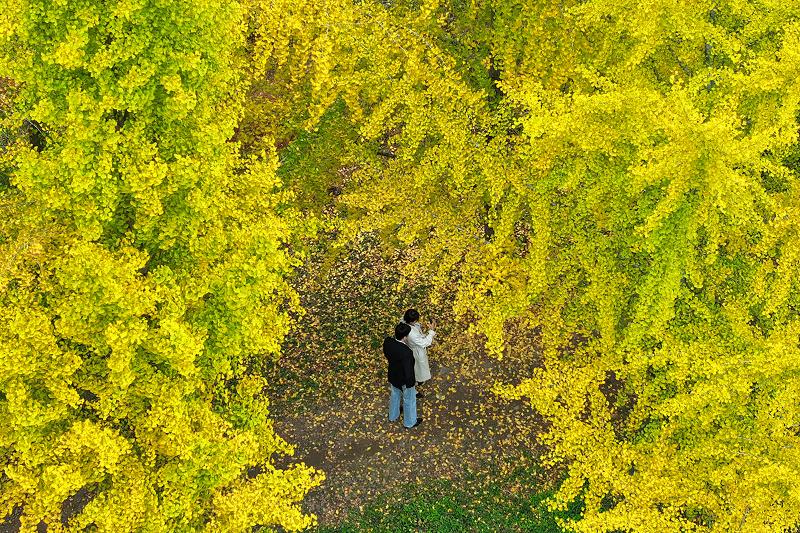 Two people on Oct. 29 enjoy autumn scenery at the gingko tree arboretum in the town of Nampyeong-eup in Naju, Jeollanam-do Province. 