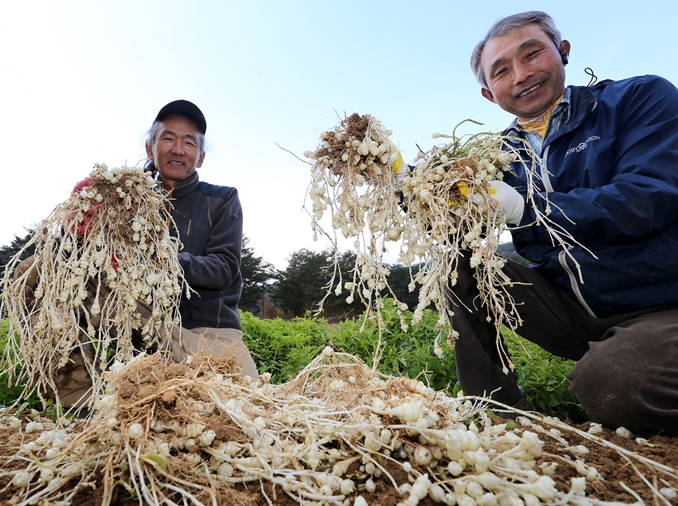 Plant found to be effective in improving short-term memory